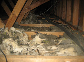 Insulation Removal